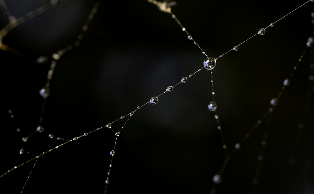 dew, free wallpaper, wallpaper 4k, full hd wallpaper, spiderweb, drop, desktop backgrounds, nature, macro, beautiful wallpaper, sky background, precipitation, quiet morning, beauty, 4k wallpaper, gleam, laptop wallpaper, dawn, cool backgrounds, wallpaper hd, background, hd wallpaper, shadow, sky, water, soft, black, bubble, mac wallpaper, natural textures, 4k wallpaper 1920x1080, fragility, windows wallpaper, free background, coolness